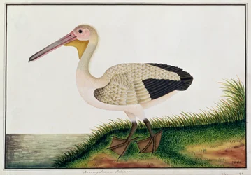 Pelican, Boorong Java, from Drawings of Birds from Malacca, c.1805-18